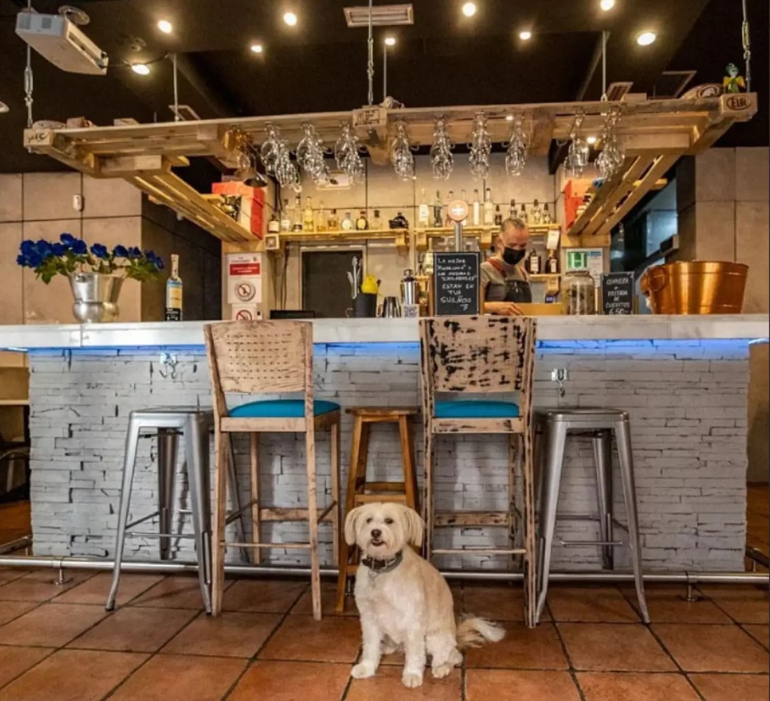 Restaurante pet friendly en Madrid centro